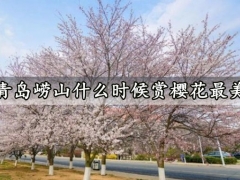 青岛崂山什么时候赏樱花最美 青岛崂山区旅游景点推荐