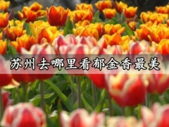 苏州去哪里看郁金香最美 郁金香花期是什么时候