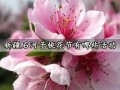 新疆石河子桃花节有哪些活动 2021桃花仙子活动参与指南