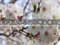 上海共青森林公园去哪看樱花最美 樱花最佳观赏期是多久
