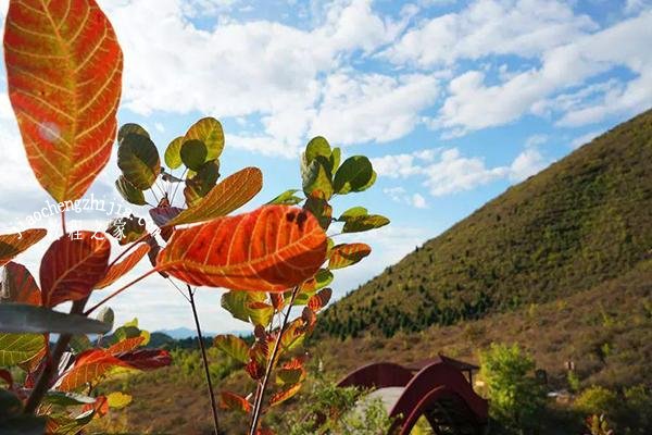 北京去哪里看红叶风景最美 舞彩浅山最佳的赏红叶路线攻略