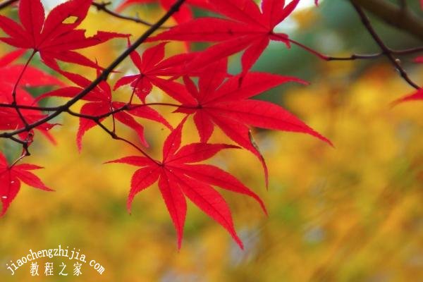 北京香山赏红叶哪些线路最合适 最佳的北京香山赏红叶线路推荐攻略