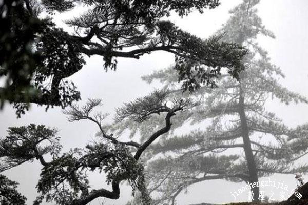 黄山什么时候去能看到雾凇 黄山雾凇最佳观赏时间及地点推荐