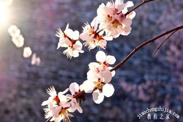 杭州去哪里能看到好看的梅花风景 杭州什么时候去赏梅最好