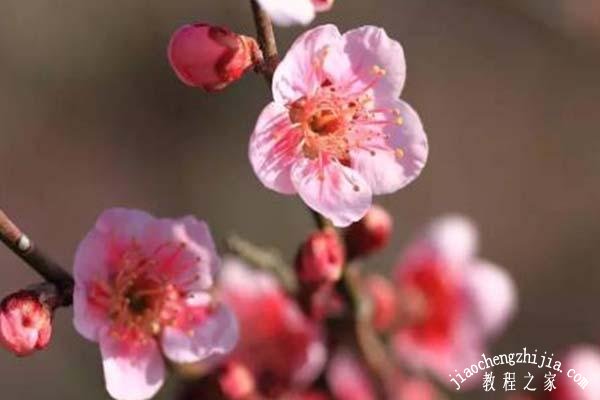 杭州去哪里能看到好看的梅花风景 杭州什么时候去赏梅最好