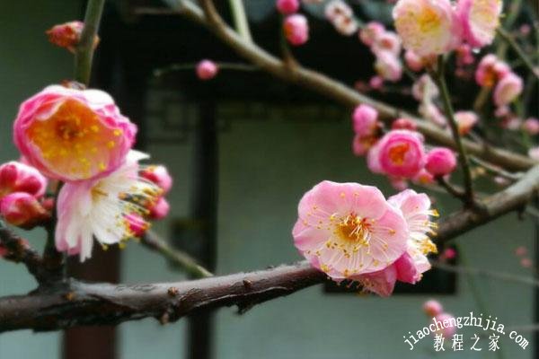 苏州去哪里看梅花风景最美 苏州赏梅最佳地点推荐