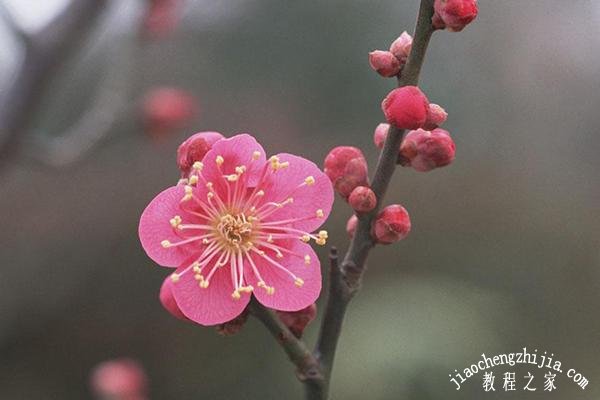 杭州去哪里看梅花景色最美 杭州最佳赏梅花地点推荐