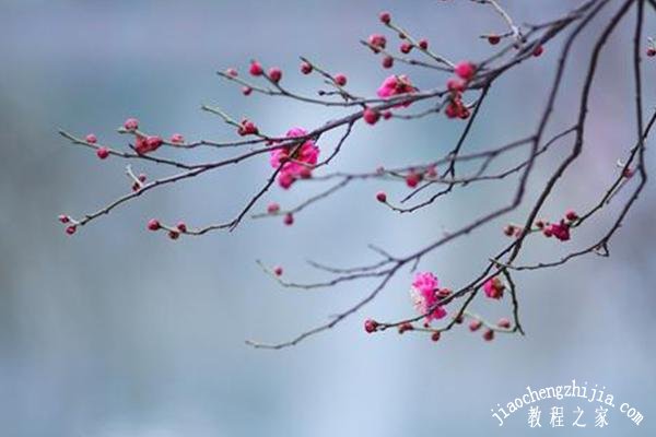 杭州去哪里看梅花景色最美 杭州最佳赏梅花地点推荐