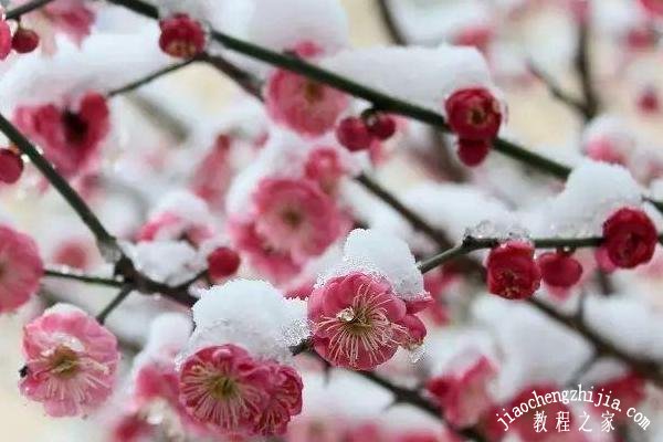 南京梅花山冬季的梅花好看吗 梅花山冬季游玩全攻略