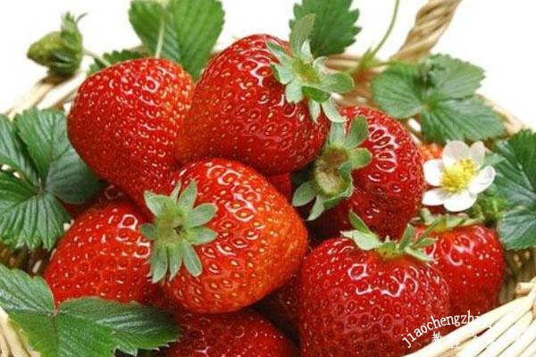 上海去哪里摘草莓最好吃 上海最佳摘草莓地点推荐