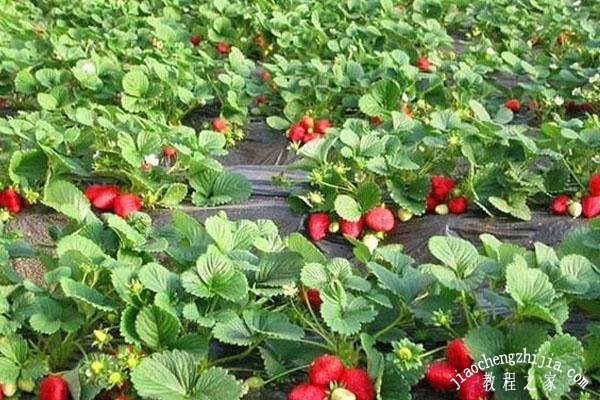 上海去哪里摘草莓最好吃 上海最佳摘草莓地点推荐
