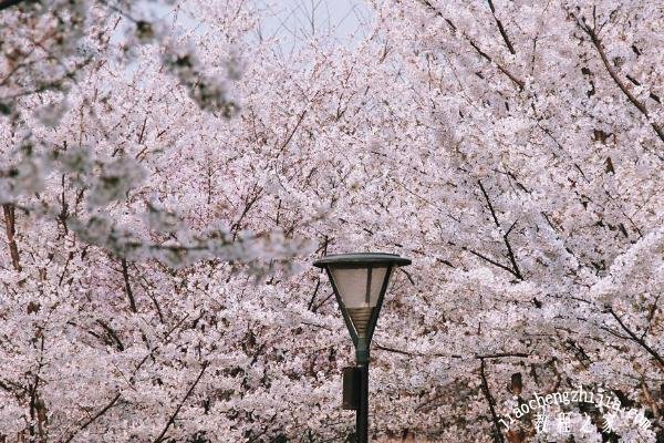 北京去哪里赏花风景最美 北京最全的赏花路线地点推荐