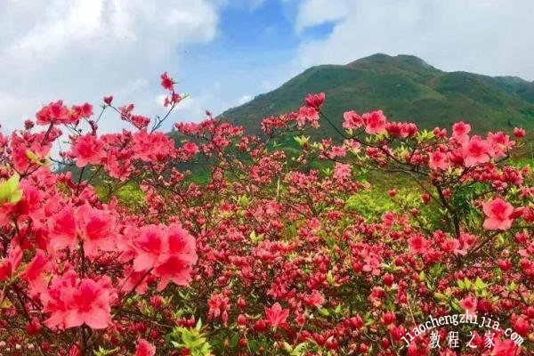 大围山杜鹃花什么时候去看最美 杜鹃花最佳观赏时间介绍