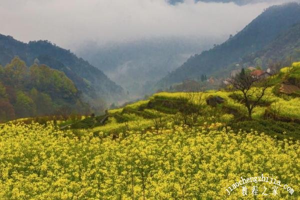 胥岭油菜花节什么时候举行 2021胥岭油菜花节活动详情介绍