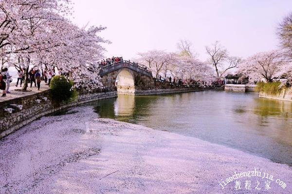 无锡去哪里赏花风景最美 这几个景点千万不能错过了