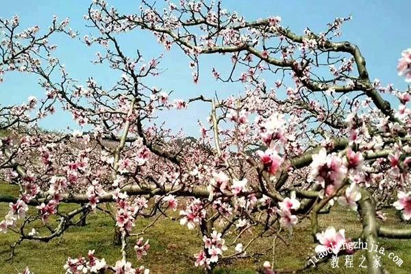 贵阳永乐什么时候看桃花最美 赏花季永乐乡周边交通调整方案