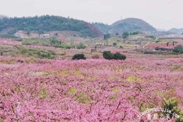 贵阳永乐什么时候看桃花最美 赏花季永乐乡周边交通调整方案