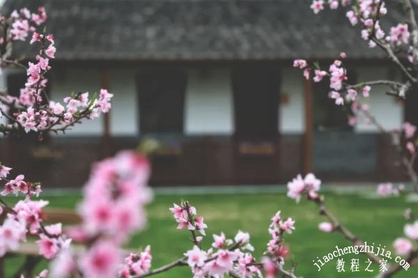 无锡阳山去哪看桃花最美 阳山赏花专线开通