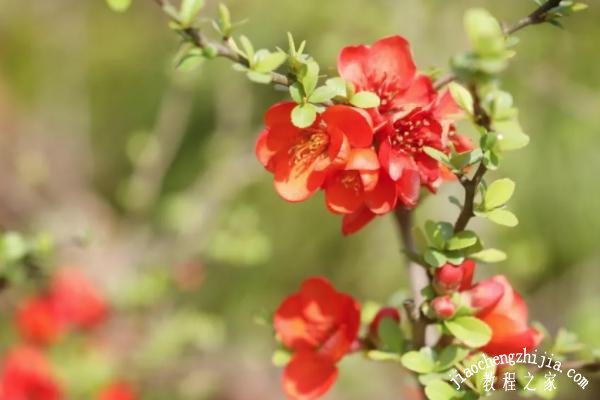 上海有哪些春季花展活动 春季赏花注意事项