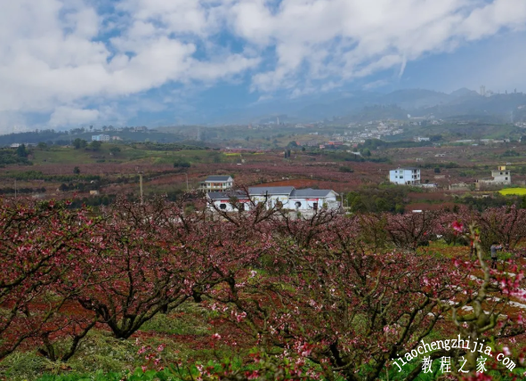 永乐桃花什么时候去看最美 永乐桃花观赏交通指南