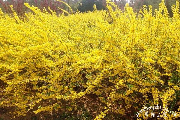 山西太原去哪里赏花风景最美 这些赏花地点一定要收藏了