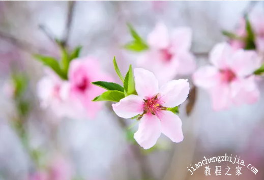 苏州树山梨花文化旅游节活动什么时候举行 最全的树山赏花攻略