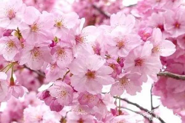 温州乐清龙头山什么时候看樱花最好 这些交通指南一定要收藏