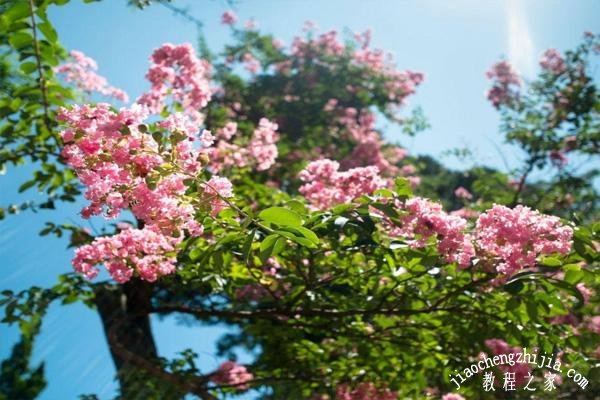 青岛崂山什么时候赏樱花最美 青岛崂山区旅游景点推荐