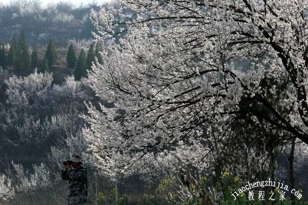 湖北去看杏花风景最美 杏花什么时候开花