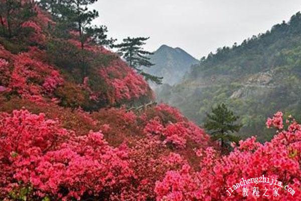 武汉木兰云雾山在哪看杜鹃花最美 杜鹃花花期是什么时候