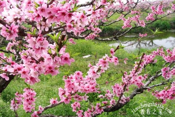 温州苍南有哪些花可以观赏 这些赏花注意事项你知道吗