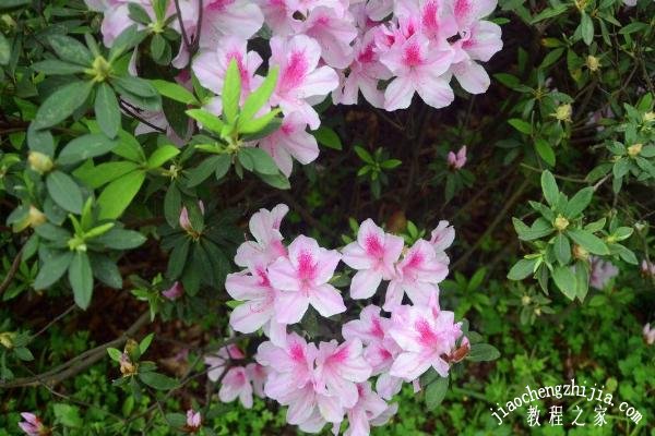 温州苍南有哪些花可以观赏 这些赏花注意事项你知道吗
