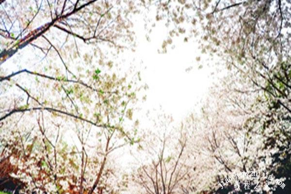 上海共青森林公园去哪看樱花最美 樱花最佳观赏期是多久